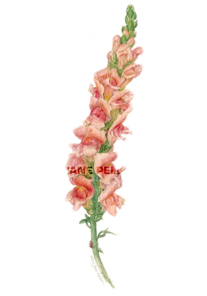 Snapdragon